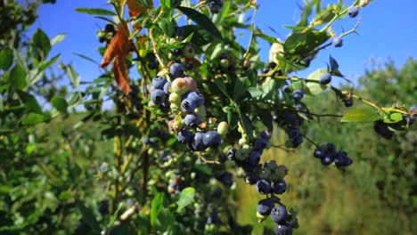 Sommer,-Blaubeere,-Blaubeeren,-Pflanze,-Weingut,-Natur,-Beere,-Beerenpflanze,-Delta