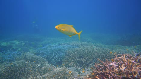 Ein-Gelber-Makrele,-Der-An-Der-Kamera-Vorbeischwimmt,-Mit-Tauchern-Im-Hintergrund