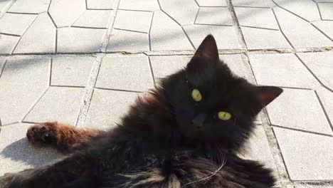 Big-black-cat-lies-on-the-ground