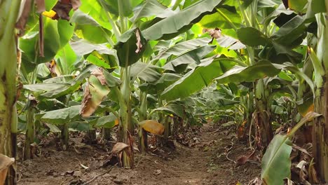 Bananenfarm-In-Indien-|-Obst-|-Landwirtschaft-|-Bananenbaum