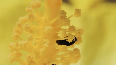 Beetle-inside-yellow-flower-macro-shot-queensland-Australia