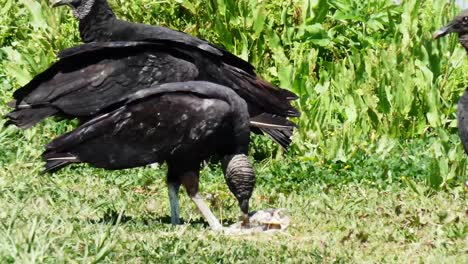 a-group-of-black-vultures-eating-a-dead-rotting-fish-in-a-marsh-wetlands-area