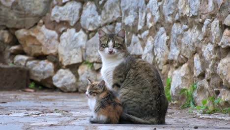 Katzenmutter-Mit-Ihrem-Jungtier-Blickt-In-Die-Kamera