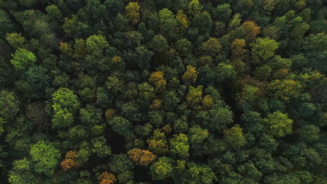 Luftaufnahme:-Die-Kamera-Neigt-Sich-Von-Oben-Nach-Oben-über-Einen-Wald-Im-Herbst