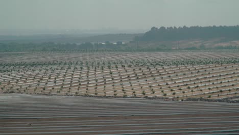 Vergrößern,-Frisch-Gepflanzte-Erdbeerfelder-In-Huelva,-Spanien,-Nebliger-Morgen