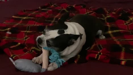 Boston-Terrier-playing-with-her-dog-toy-on-a-checker-blanket-on-a-bed-in-a-bedroom