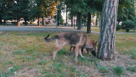 Stray-dogs-sniffing-a-tree-in-a-public-park-with-trees-and-trafic-in-the-background