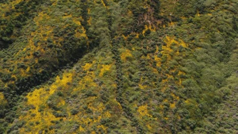 Drone-shot-of-beautiful-yellow-wildflower-covered-mountain-during-California-Super-Bloom