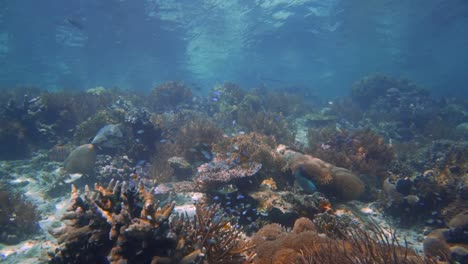 Kameraschwenk-Von-Rechts-Nach-Links-Auf-Einem-Flachen,-Gesunden-Korallenriff-In-Indonesien