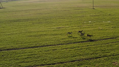Roe-deer-walking-on-green-agricultural-field,-flying-backwards
