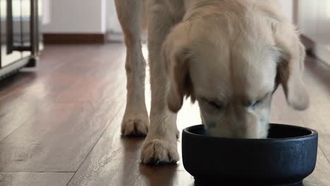 White-Dog-Eating-Food-Out-Of-A-Black-Bowl