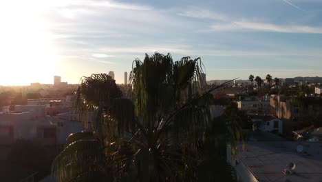 Palm-trees-with-Los-Angeles-buildings-in-background-on-a-sunny-late-afternoon