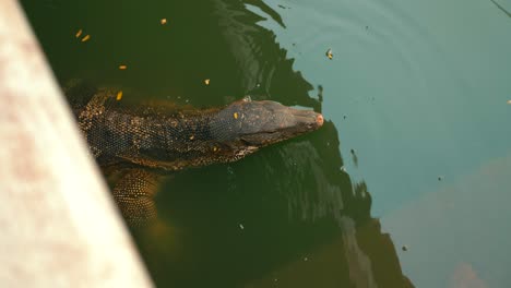 Monitor-lizard-in-Lumpini-Park-Bangkok-in-water-swimming