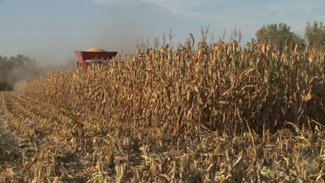 Combine-Harvesting-corn-field