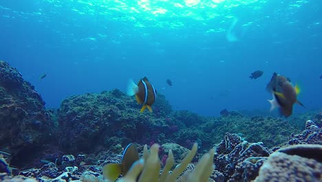 Ein-60-fps-Video-Von-Anemonenfischen,-Die-Auf-Einem-Tropischen-Riff-Im-Pazifischen-Ozean-Herumschwimmen