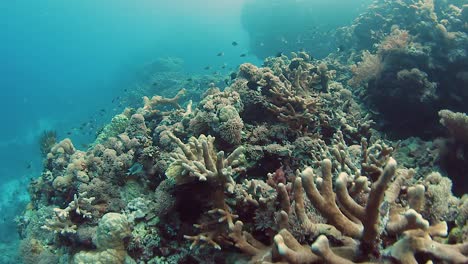 Coral-reef-with-marine-life-in-tropical-waters