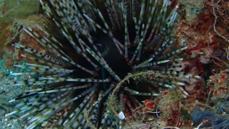 close-up-shot-of-a-sea-urchin-with-many-sharp-thorns