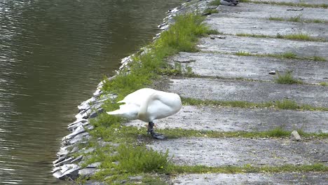 Big-white-swan-cleaning-its-butt-with-beak-and-preparing-for-sleep,-WIDE-SHOT