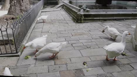 Thirteen-white-geese-walk-around-eating-lettuce-at-the-Barcelona-Cathedral-of-Santa-Eulalia