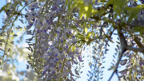 Branches-of-purple-flowers-of-wisteria-tree-hanging-in-a-gentle-breeze-while-busy-insects-are-flying-around-and-pollinating-them