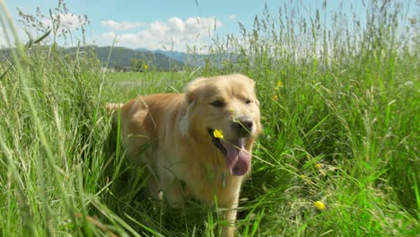 Golden-retriever-dog-stands,-and-then-walks-through-a-field-of-grass-of-various-lengths