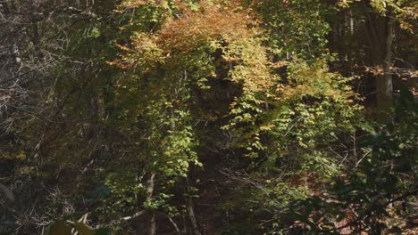 Bäume-Entlang-Des-Wissahickon-Creek-Im-Herbst