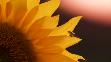 A-bumblebee-and-bug-climbing-on-sunflower-blossom-leaf-closeup