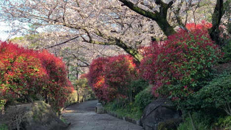 The-Asukayama-Park-with-colourful-shrubs-and-fuchsia-cherry-blossoms