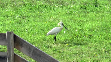 Resting-spoonbill-stands-in-a-meadow