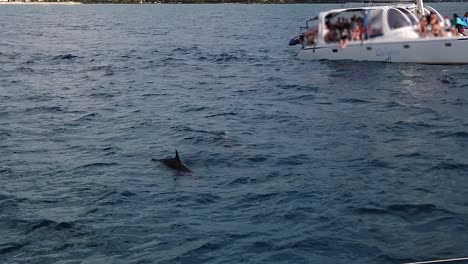 Fleeting-appearance-of-some-dolphins-near-a-tourist-catamaran