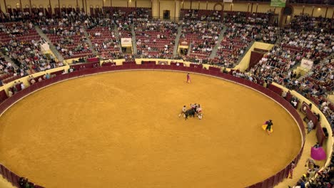 Team-of-forcados-wrestle-bull-in-Portuguese-style-bullfight-in-Lisbon,-Portugal