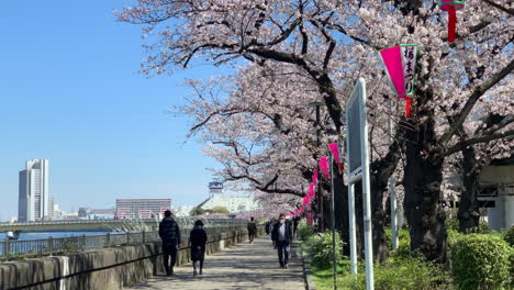 Japanese-people-walk-on-the-waterfront-of-Sumida-River-with-cherry-blossoms-and-paper-lamp-at-Sumida-Park