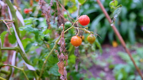 Slow-motion-shot-of-light-rain-falling-onto-a-bunch-of-cherry-tomatoes-in-a-backyard-vegetable-garden