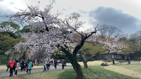 Cherry-trees-with-full-of-pink-blossoms-and-people-taking-photos-at-the-famous-Koishikawa-Botanical-Garden