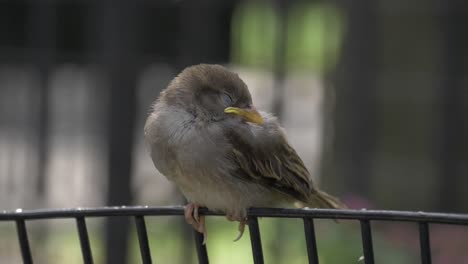House-Sparrow-sleeping-on-a-fence,-filmed-in-180-fps-slow-motion-at-Chelsea-Park,-Manhattan-Park-in-New-York-City