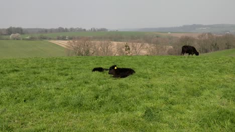 Vacas-Galloway-Con-Terneros-Rumian-En-La-Cima-De-Una-Colina