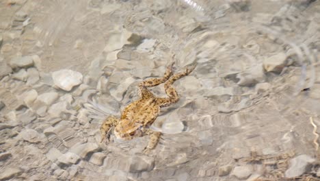 Close-up-of-a-frog-swimming-and-floating-in-transparent-water