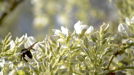 Weiße-Blumen-Bewegen-Sich-In-Einer-Sanften-Frühlingsbrise,-Während-Riesige-Schwarze-Bienen-Umherfliegen-Und-Die-Glyzinien-Bestäuben