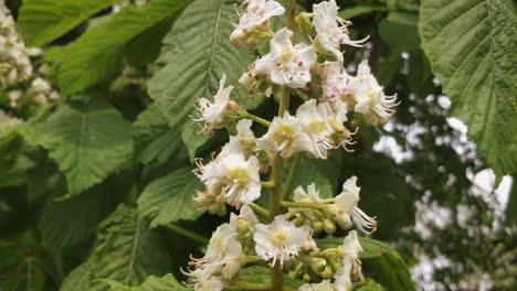 European-Chestnut-tree-in-harsh-wind-close-up-flowers-blooming