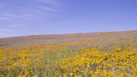 Yellow-Poppies-at-Antelope-Valley-Poppy-Reserve-in-Lancaster,-California
