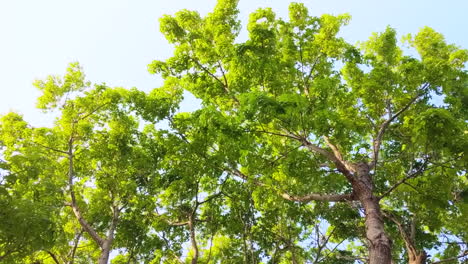 Skyward-view-of-a-tree-in-the-light-breeze