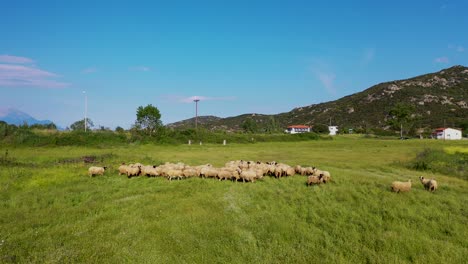 Aerial-footage-of-sheep-grazing-in-a-lush-green-meadow-with-mountain-in-the-background