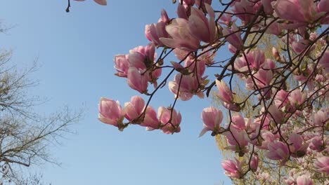 Pink-magnolia-blooms-with-blue-sky-in-the-background