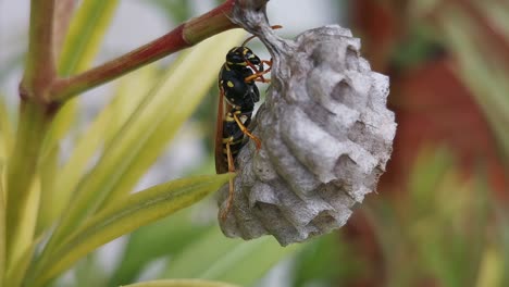 Unique-macro-footage-of-a-wasp-building-its-nest-on-a-flower,-by-licking-its-legs,-and-working-hard---Slow-Motion