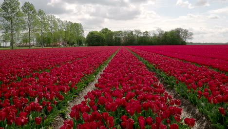 Campos-De-Tulipanes-Rojos-En-Holanda