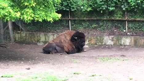 Bison-wags-tail-while-resting,-High-Park-Zoo