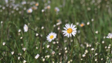 Daisy-with-a-fly-and-other-marguerites-in-a-background,-the-best-cinematic-shot,-closeup