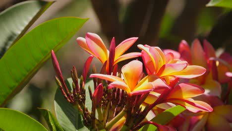 Close-up-of-vibrant-yellow-and-pink-frangipani-flowers-in-full-bloom