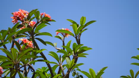 panning-the-top-of-a-beautiful-Frangipani-tree-on-a-clear-bright-day