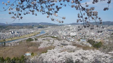 Vista-Desde-El-Parque-Funaokajo-En-Plena-Floración-Son-Sopladas-Por-El-Viento-Cerca-Del-Río-Shiroishi-En-Funaoka,-Sendai,-Japón-En-Primavera